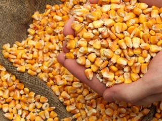 The company offers corn for export. Price: 165 euros/ton.