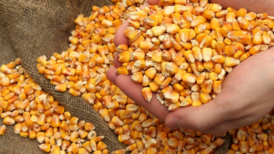 The company offers corn for export