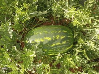 Watermelons from Morocco in particular Zagora, 100% calibre, 8-15