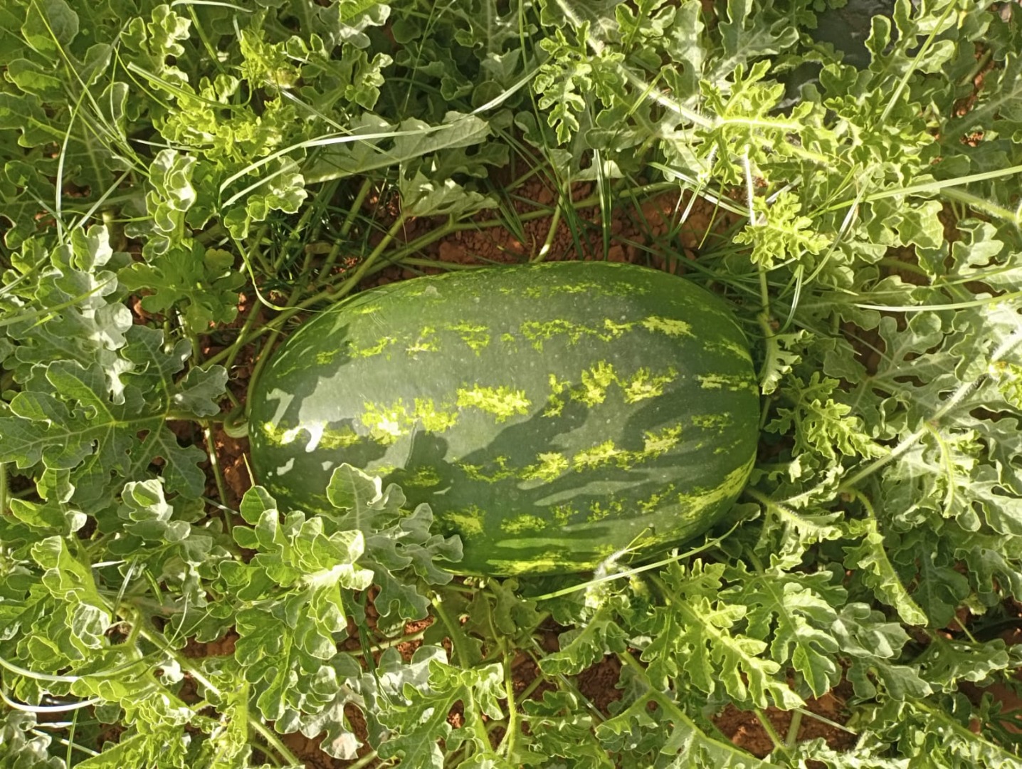 Watermelons from Morocco in particular Zagora, 100% calibre, 8-15 kg, very good taste with top guaranteed quality