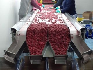 Willamette frozen raspberries Quality 90/10 (can also be 95/5)