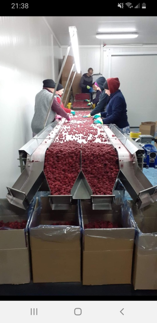 Willamette frozen raspberries Quality 90/10 (can also be 95/5) Packaging 1/10kg (can also be 4x2.5kg) kraft