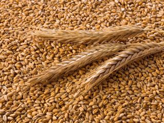 Marculesti Combi SA offers the following products for export: