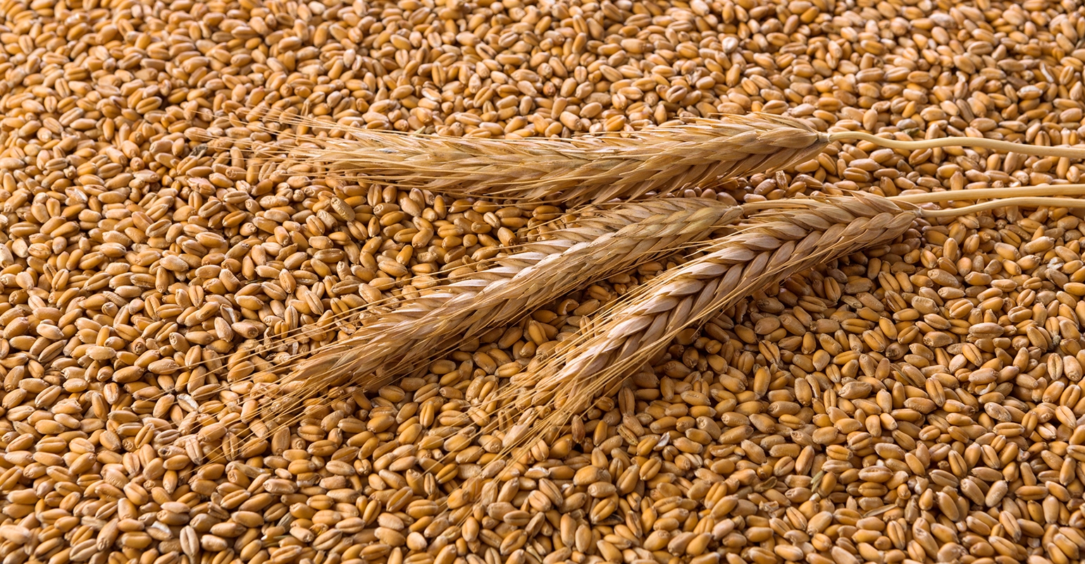 Marculesti Combi SA offers the following products for export: Wheat groats, barley groats, and split peas; flour; wheat (hectoliter weight min 77-75 kg/hl