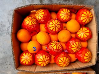 We offer you juicy Valencia oranges straight from Egypt
