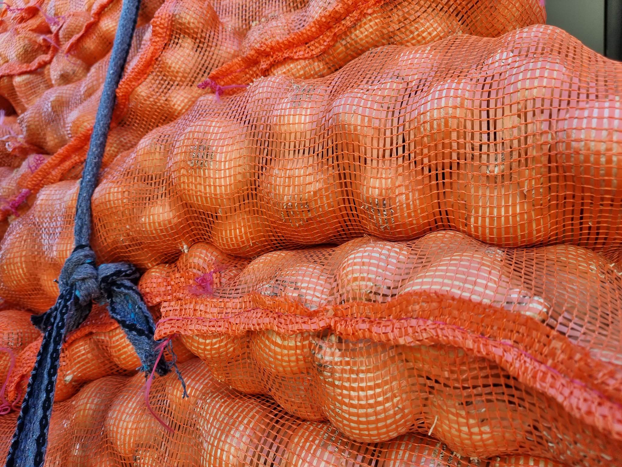 We cordially invite you for onions straight from Egypt Sizes: from 4.5 to 9 New price PLN 3 / kg Around Grójec