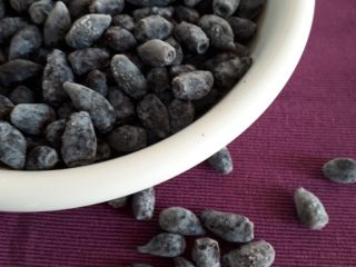 Kamchatka berry fruits. Polish and Canadian varieties. About 25