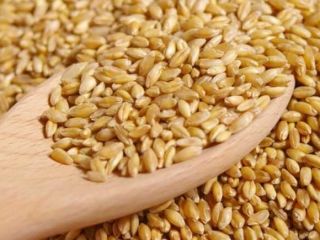 There is a year-round purchase of Wheat, I invite