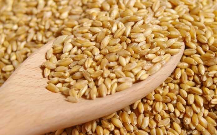 There is a year-round purchase of Wheat, I invite producers and agents for permanent cooperation., confident and fast payment