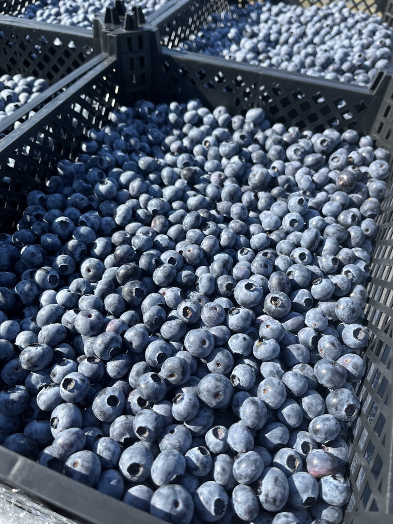 In the upcoming season (from 15th of June) we will offer fresh blueberries (Bluecrop, Nelson and Draper)