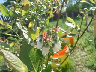 We have white currants..red....xxl blueberries...Big blackberries...Agris......