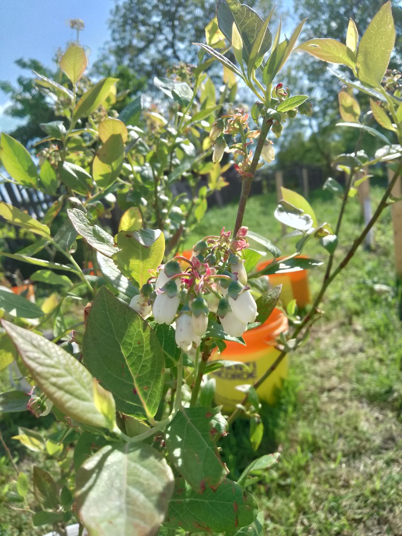 We have white currants..red....xxl blueberries...Big blackberries...Agris.....