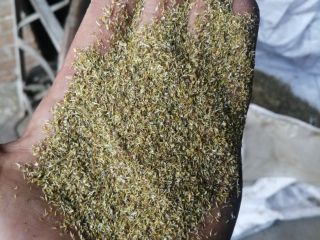 Hello, I have to offer common chamomile (crush) in