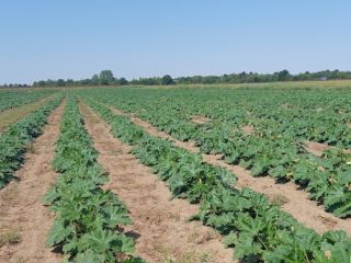 We grow and sell squashes from 100 to 500