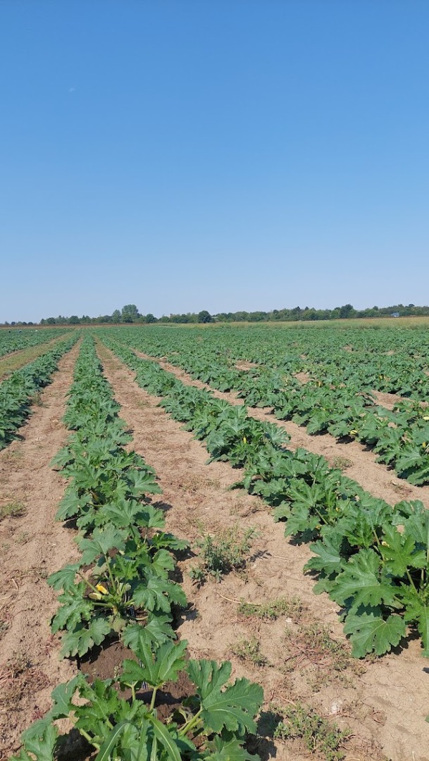 We grow and sell squashes from 100 to 500 tons/ season