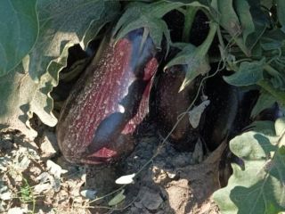 We grow and sell eggplants from 100 to 500