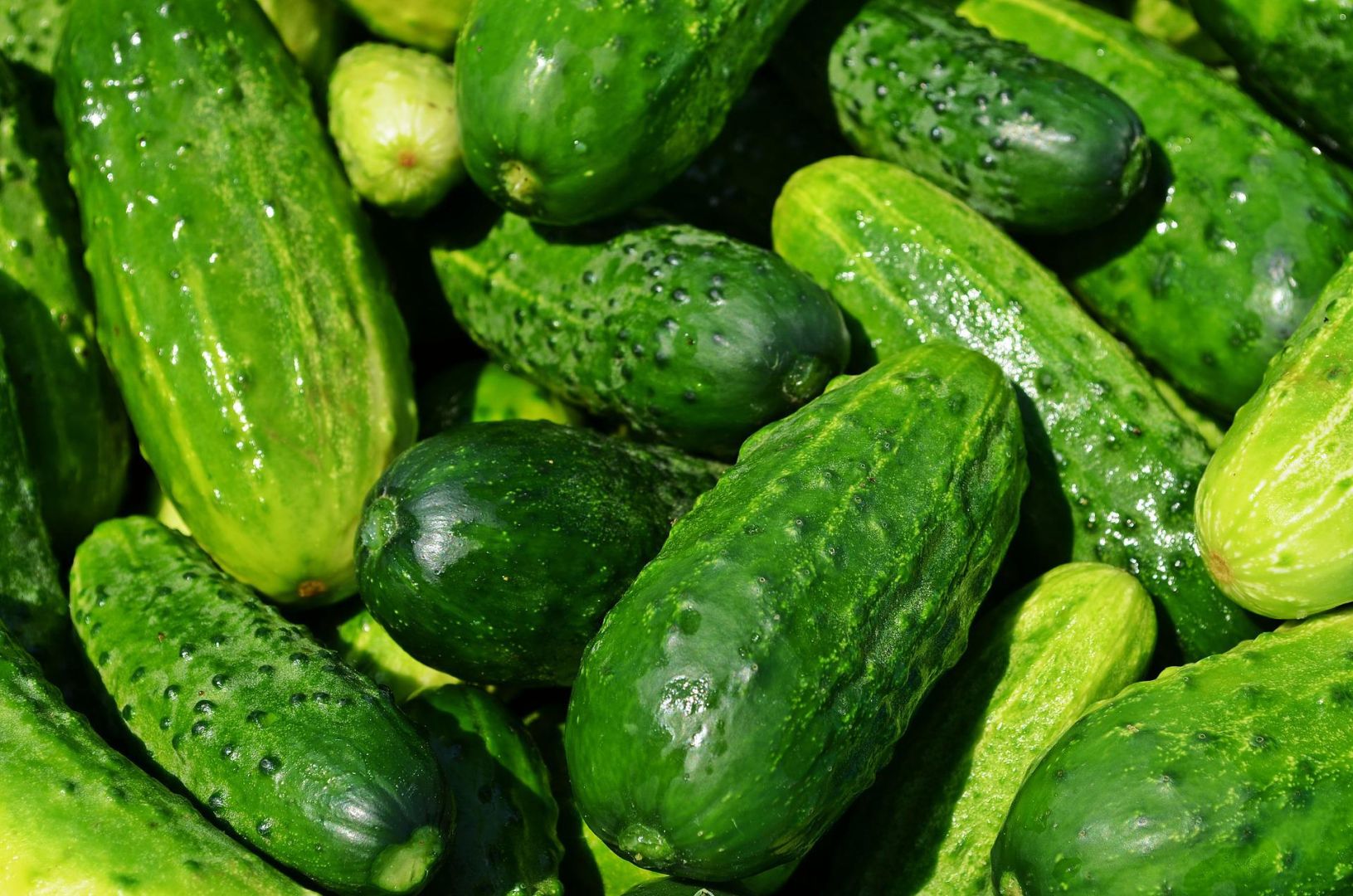 Hello, I will have for sale more or less 50 tons of ground cucumbers throughout the season