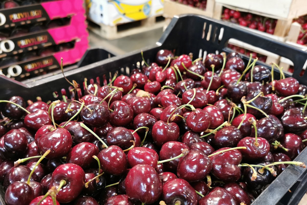 I will sell Cherries Country of origin Spain Variety Paula only wholesale pallet quantities Caliber 28-30 contact with the manager in Poland