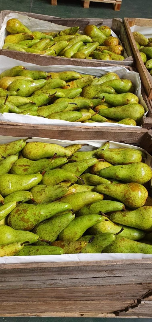 I will sell a pear conference in a cage, PLN 130 in a cage