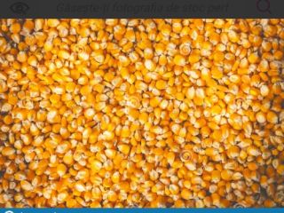 I buy cereals corn, wheat, barley at a good