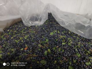 The Belarusian enterprise offers for delivery: Frozen unpeeled blueberries.