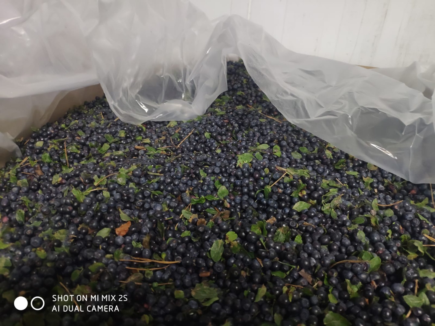 The Belarusian enterprise offers for delivery: Frozen unpeeled blueberries