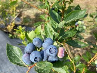 We grow and provide fresh blueberries for European and