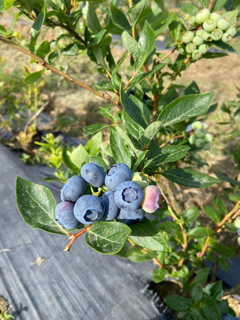 We grow and provide fresh blueberries for European and Eastern countries in Georgia
