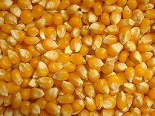 Our company sells grain (corn) of high quality harvest
