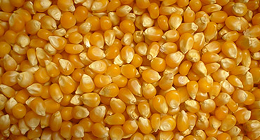 Our company sells grain (corn) of high quality harvest 2022