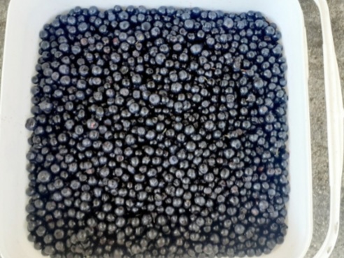 I will sell Blueberry / Red Forest