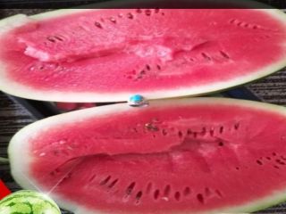 Iran oval sweet watermelon 6 kg to 15 kg