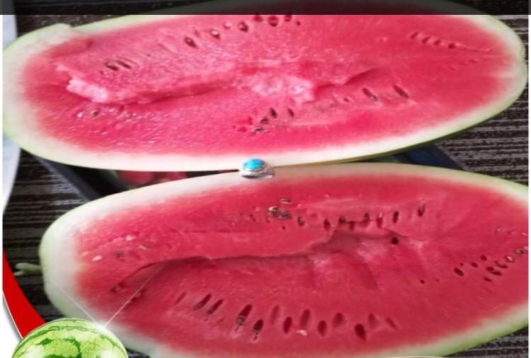 Iran oval sweet watermelon 6 kg to 15 kg For export Deliver in your port and location
