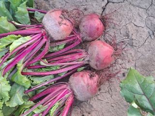 I am selling red beets, production 2023, quantity 30