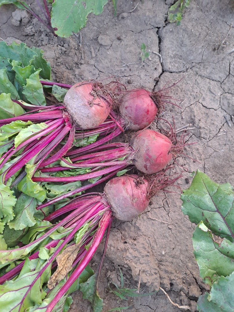 I am selling red beets, production 2023, quantity 30 tons