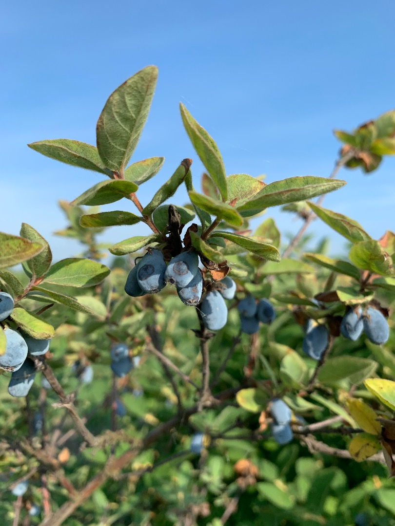 Feel free to contact me if you are interested in buying haskap berries