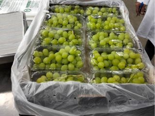 Thompson Seedless grapes Minimum 1 pallet : 400 kg