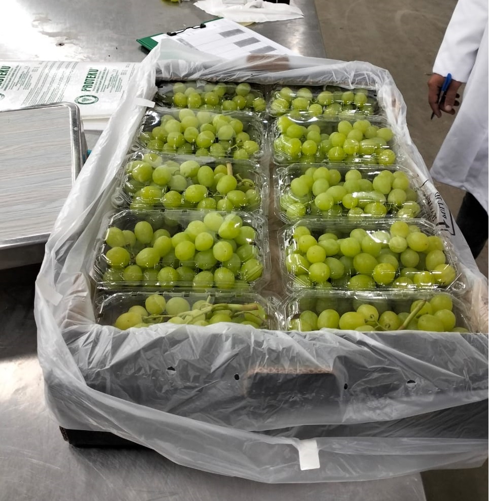Thompson Seedless grapes Minimum 1 pallet : 400 kg Packed in punnet 0.5 kg x 10 pieces