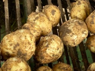 I am selling new potatoes produced in 2023, more