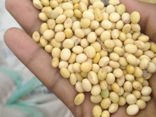 Pure and fresh soya beans from Ghana at the
