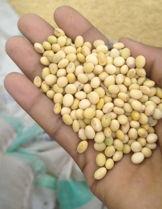 Pure and fresh soya beans from Ghana at the appropriate moisture for export to any part of the world
