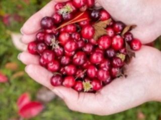 I will sell Black Red Cranberry Super Quality. I