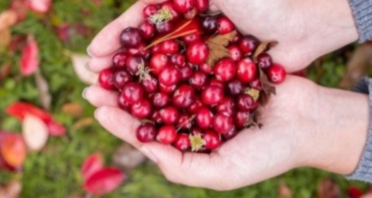 I will sell Black Red Cranberry Super Quality