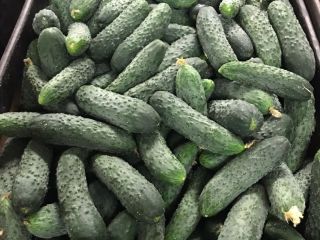 Super quality ground cucumber for sale. Contact