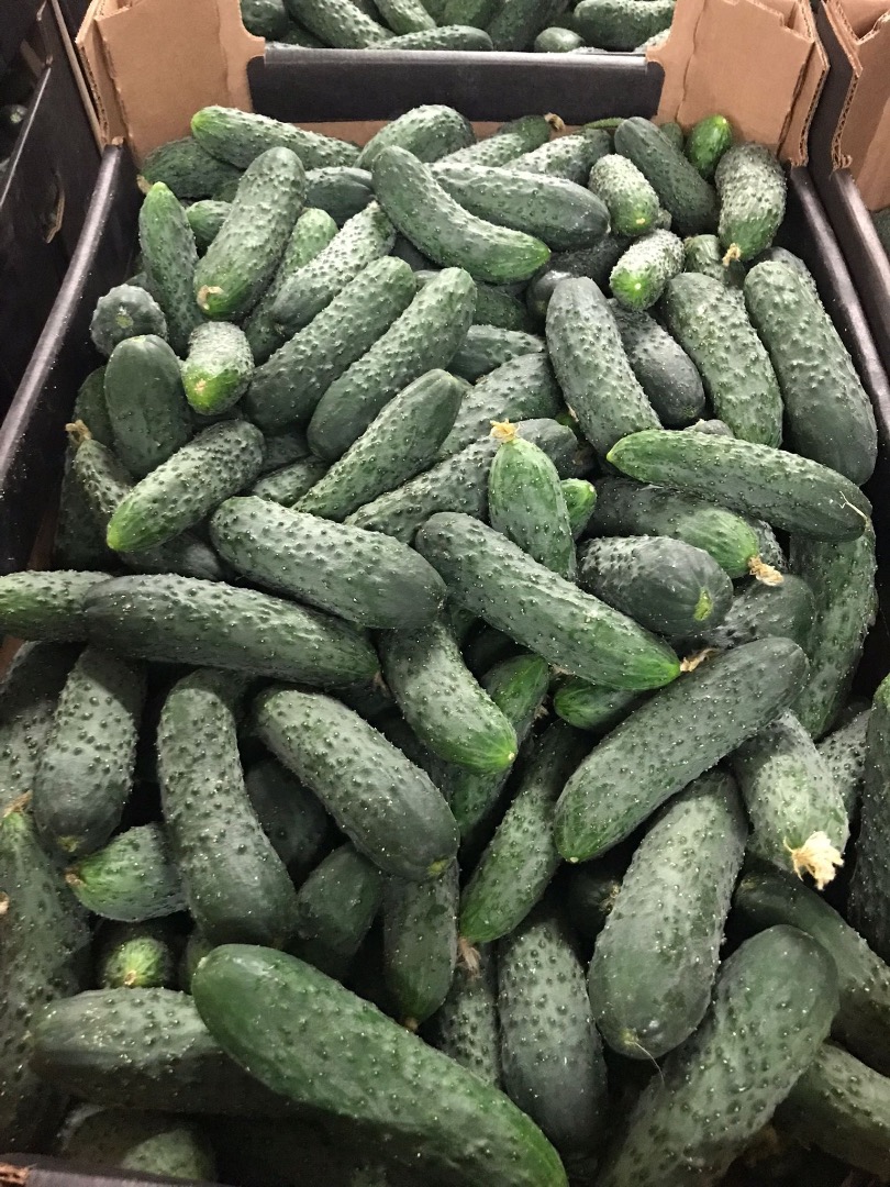 Super quality ground cucumber for sale
