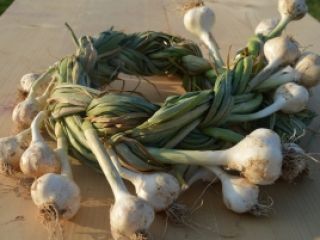 Garlic grown in an ecological system, certified.