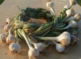 Garlic grown in an ecological system, certified