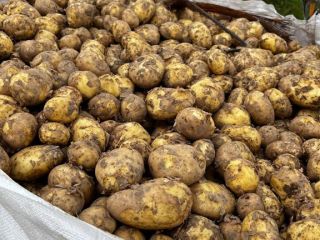 New corp potatoes, Riviera. Good quality. Can be in