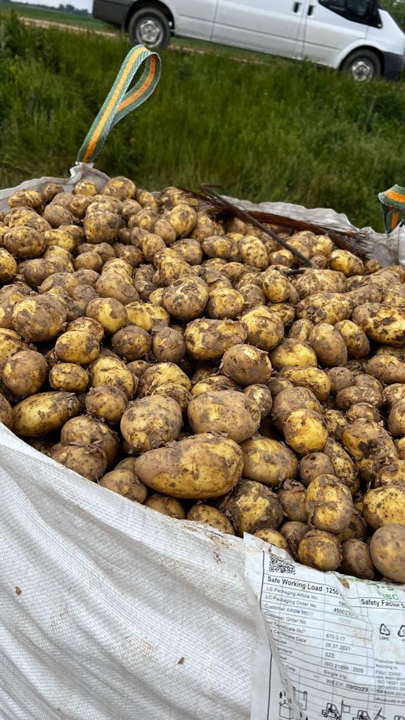 New corp potatoes, Riviera