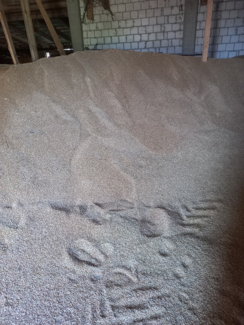 I will sell about 30 tons of hybrid rye the first year after the headquarters